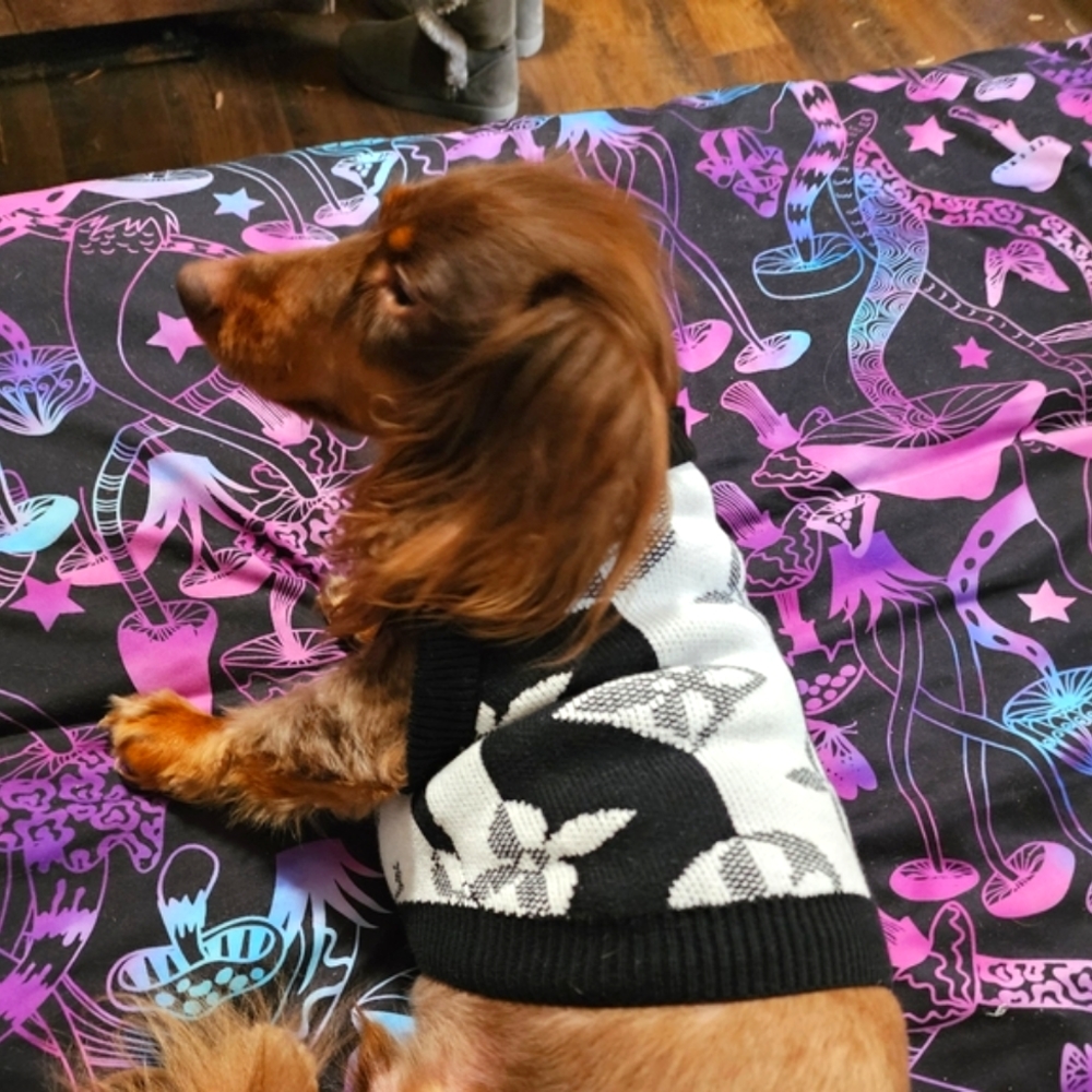 New Louisvuitton Dog Sweater 🐕❤️ - Picture 2 of 14